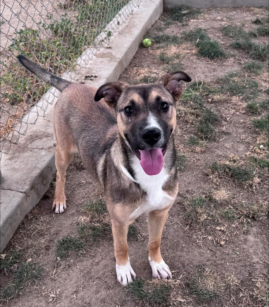 Photo of Lucy, adoptable Australian Shepherd in Dana Point, California