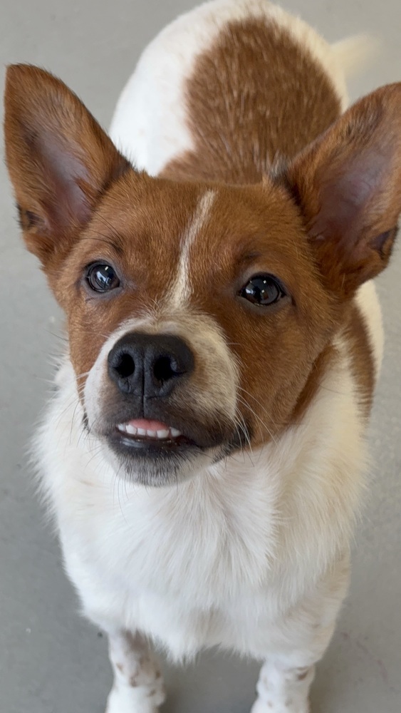 Brody, Basenji/Cattle Dog