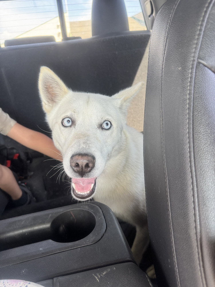 begin dog