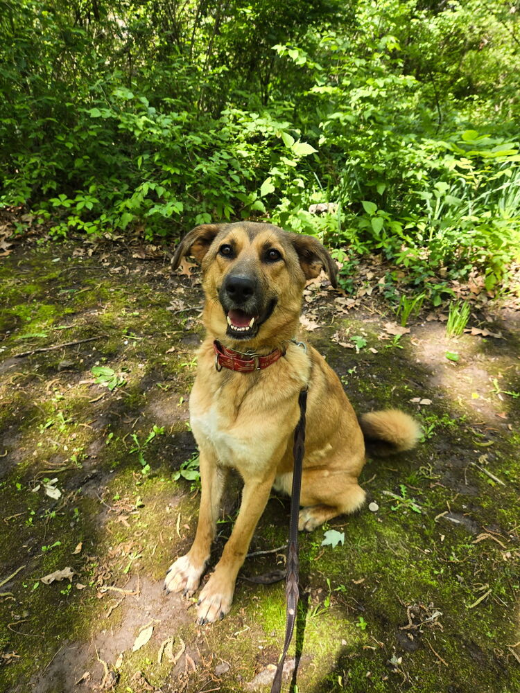 Photo of Tooger - Longest Canine Resident, adoptable Shepherd (Unknown Type) in Linton, Indiana
