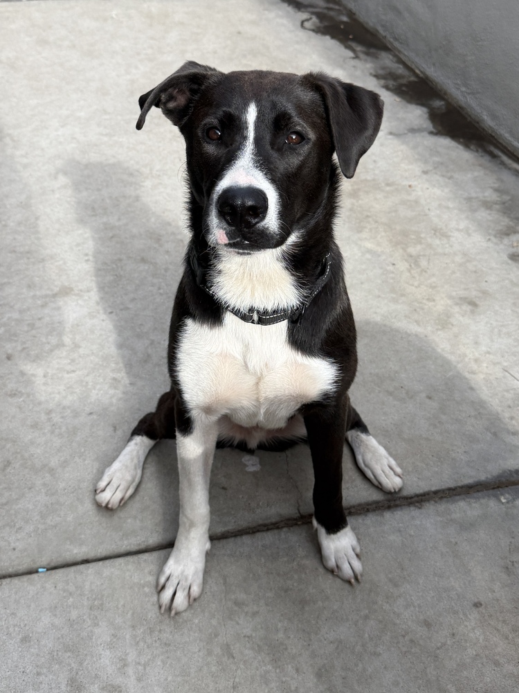 Tyson