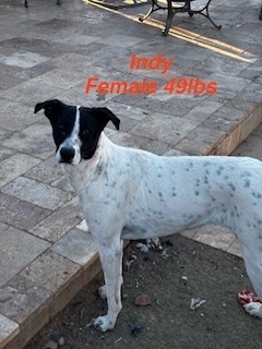 Vanessa/Indy