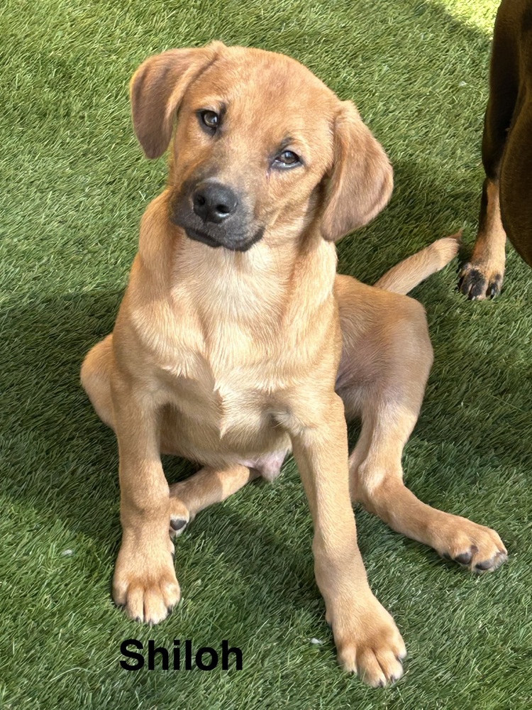 Shiloh photo 4