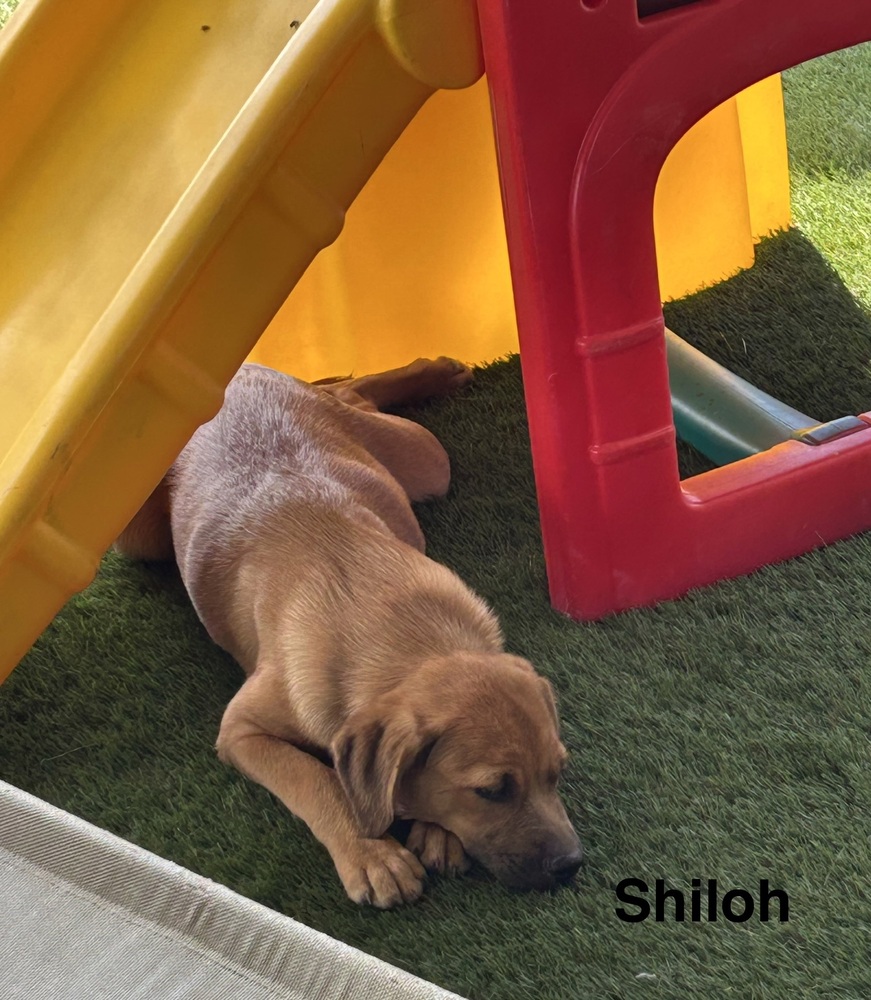 Shiloh photo 5