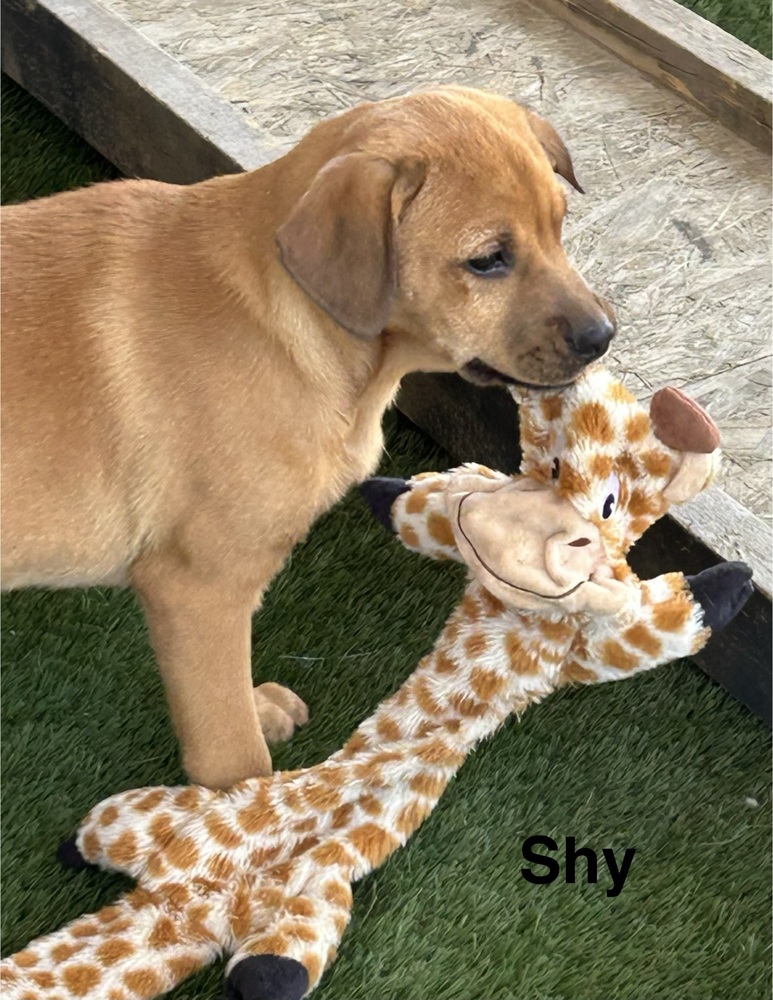 Shiloh photo 6