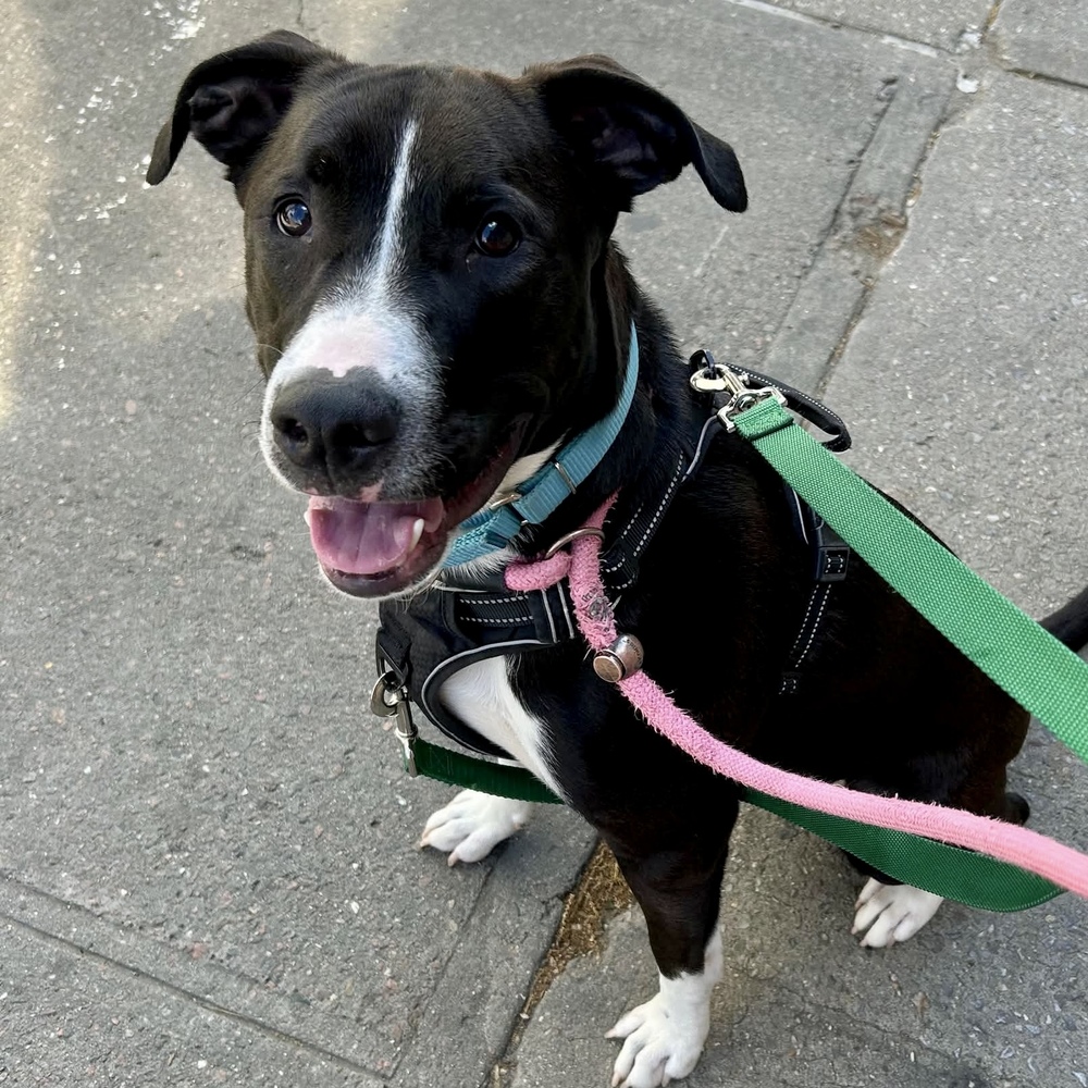 Canto, Labrador Retriever/American Staffordshire Terrier