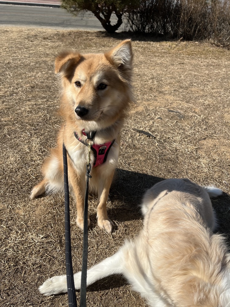 Miso