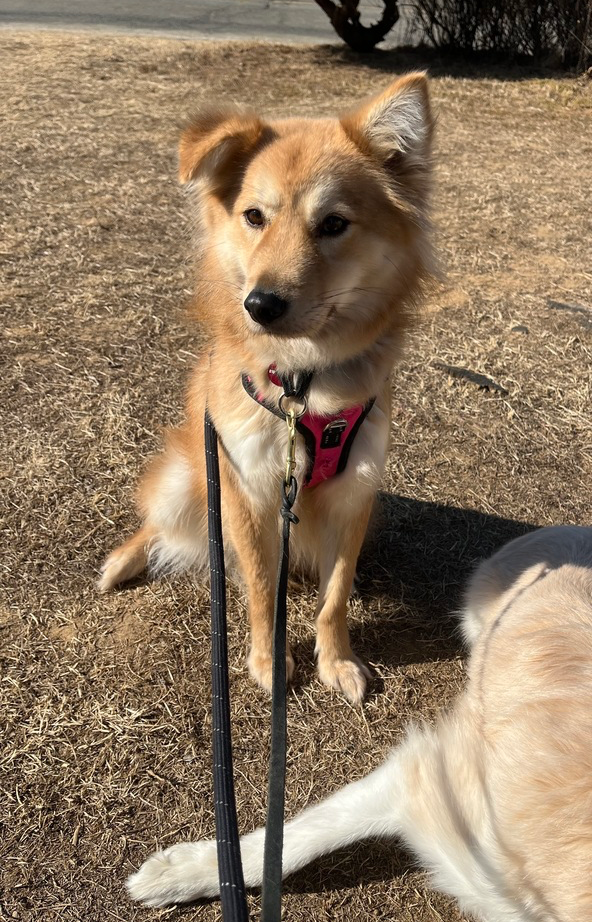 Miso