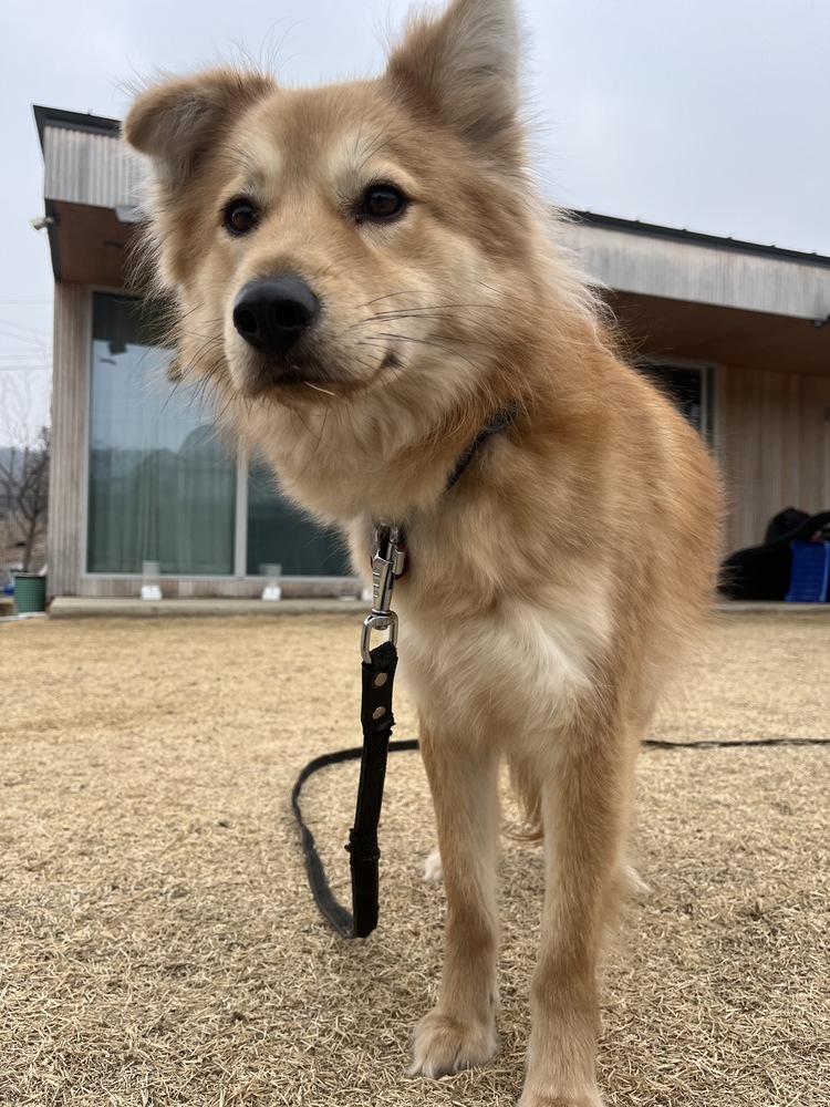 Miso