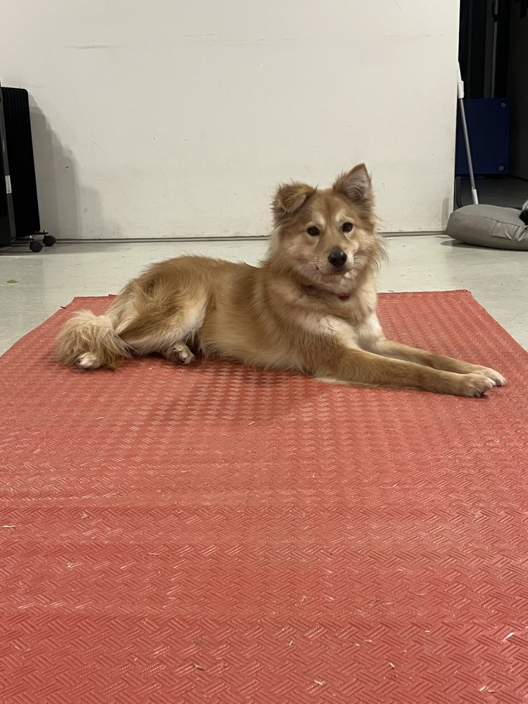 Miso