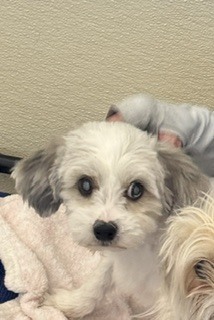 Photo of Charlie