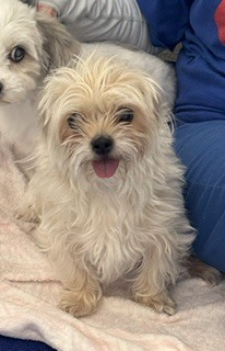 Photo of Trixie