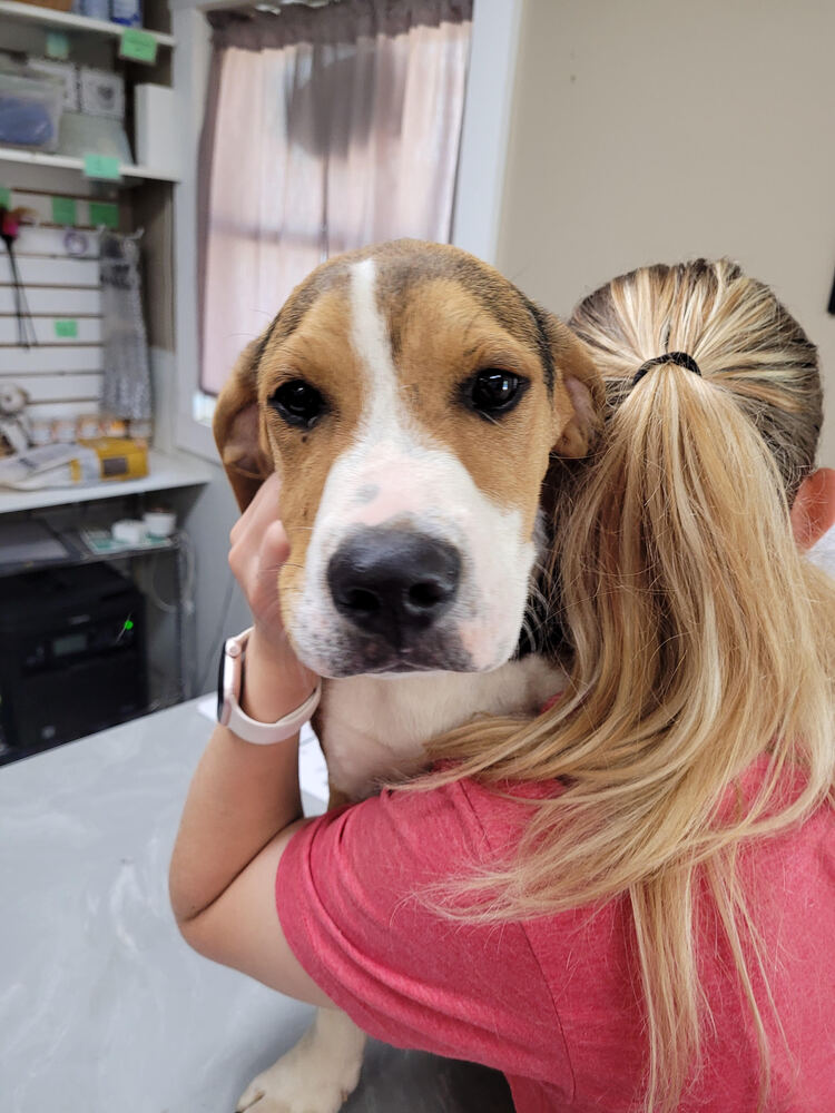 Photo of Farley, adoptable Hound (Unknown Type) in Linton, Indiana