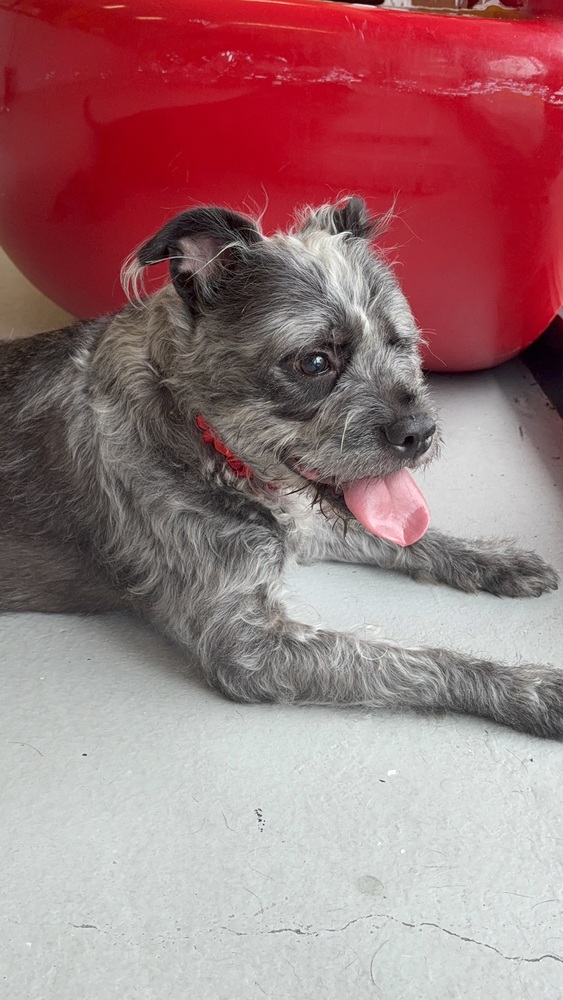 Winky, Terriers (Medium)