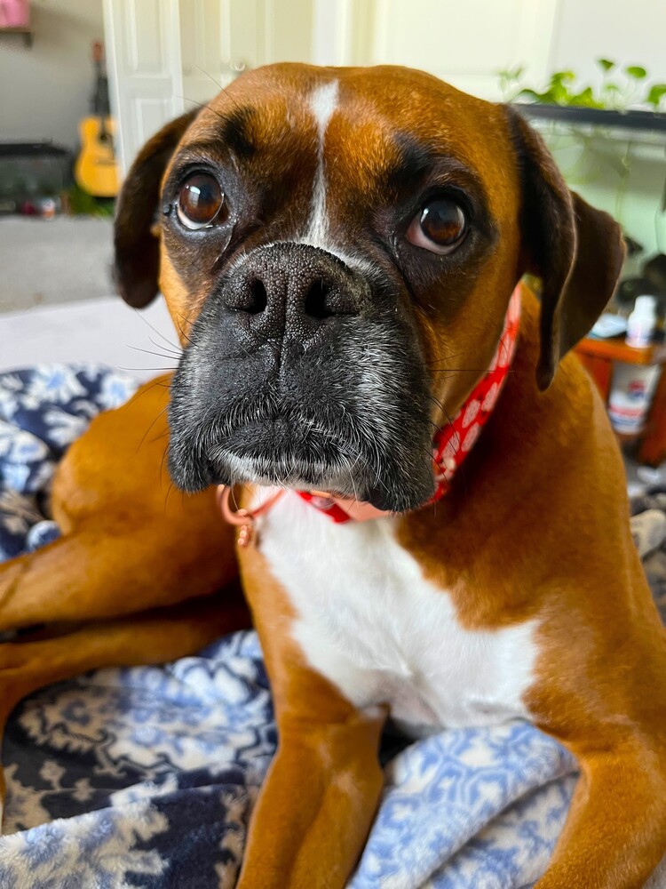 Rosie VII, photo 3