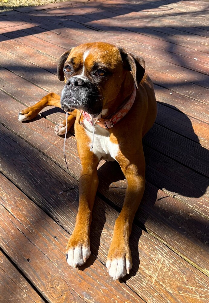 Rosie VII, photo 4