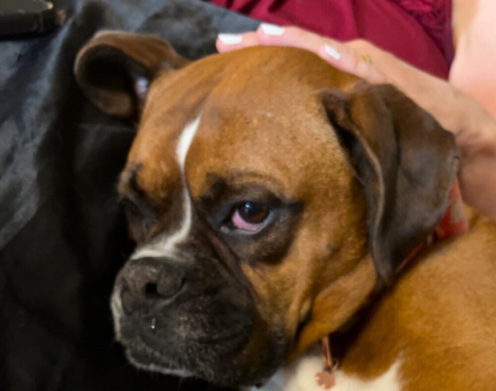 Rosie VII, photo 2