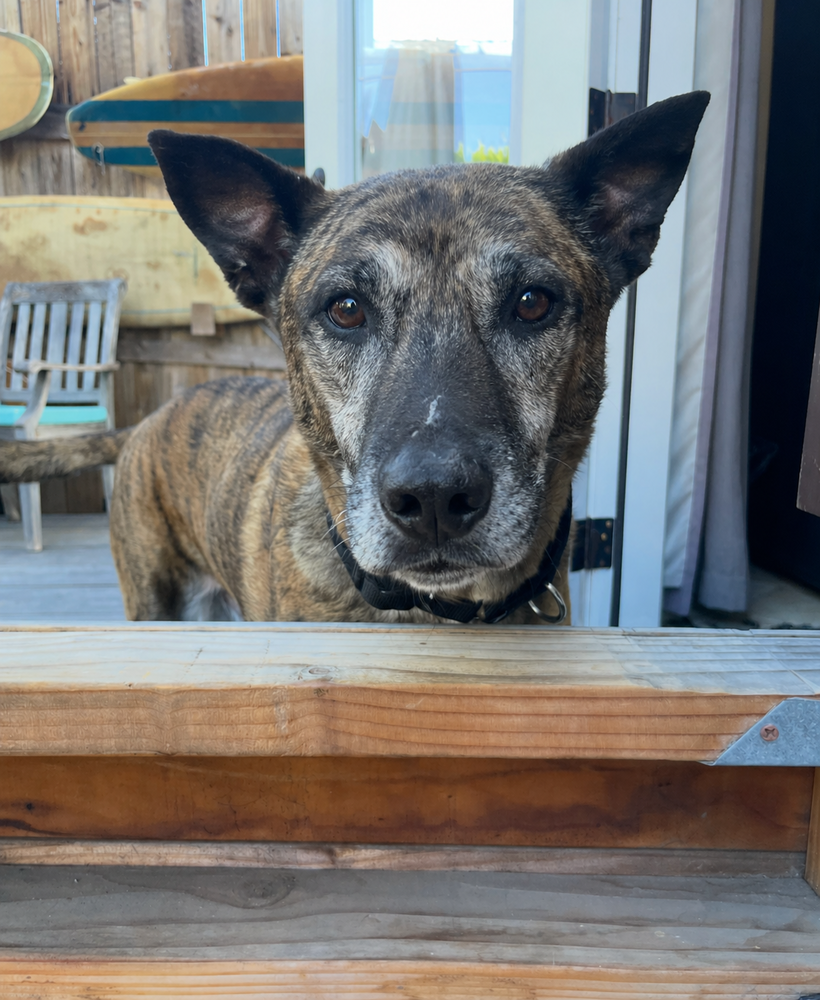 Buddy