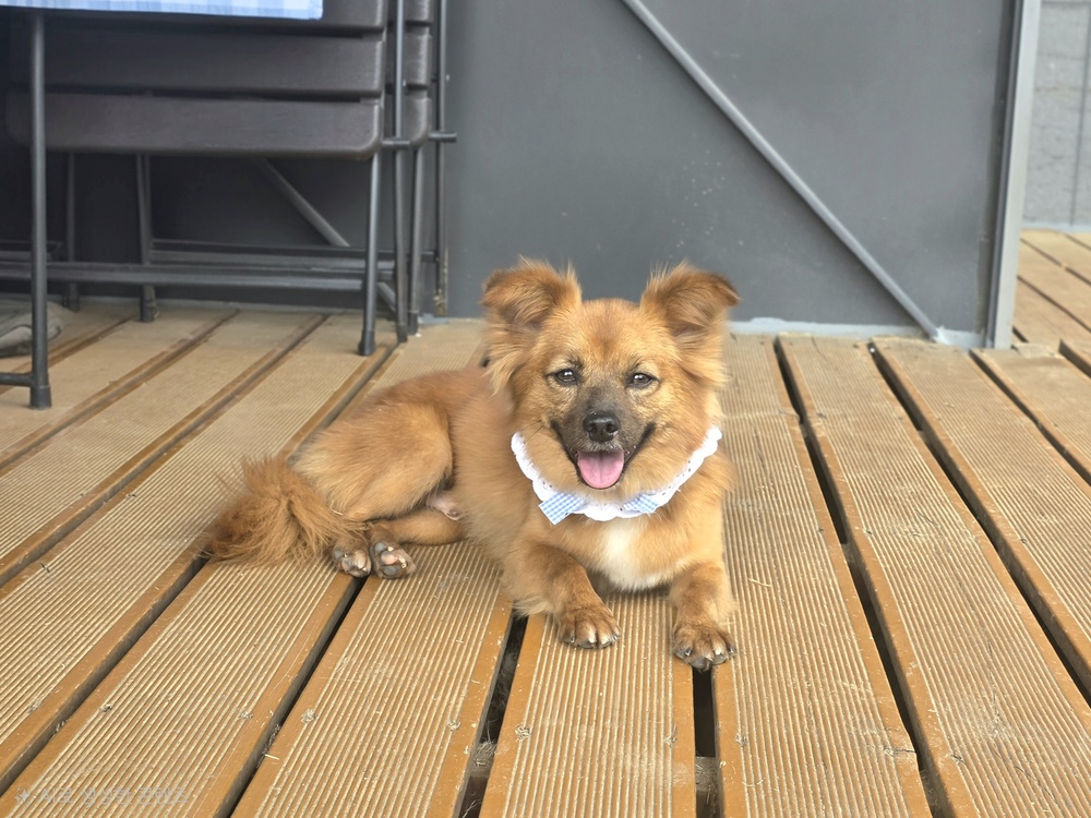 https://s3.us-east-1.amazonaws.com/petstablished-app-beta/uploads/image/image/5916807/KakaoTalk_20260512_091046154_13.jpg