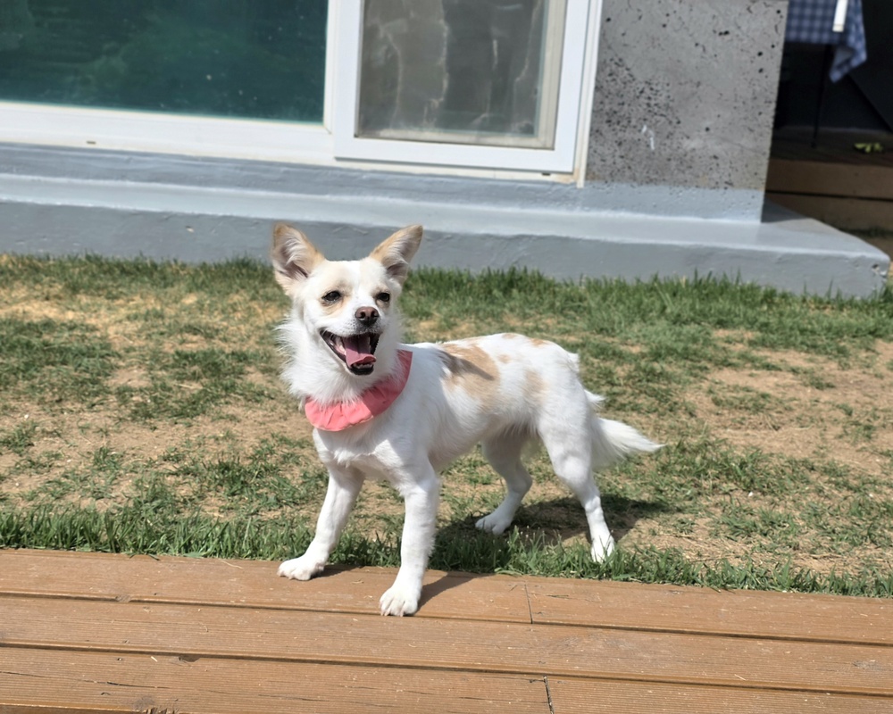 https://s3.us-east-1.amazonaws.com/petstablished-app-beta/uploads/image/image/5916826/KakaoTalk_20260512_091257020_05.jpg