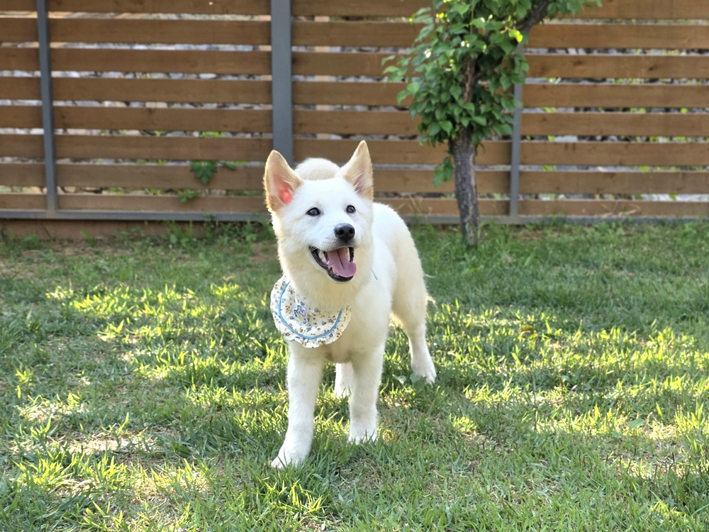 Chichi