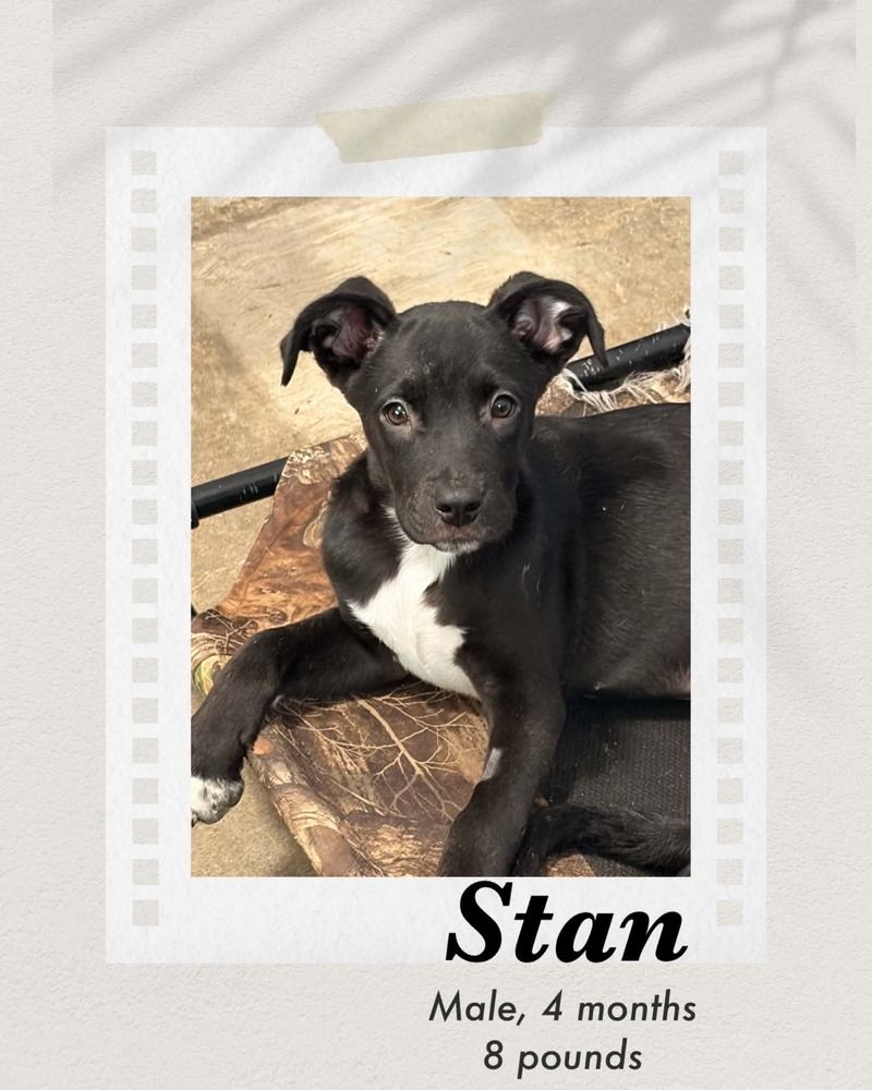 Photo of Stan