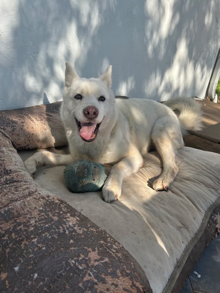 Photo of Stella, adoptable Shepherd in Dana Point, California