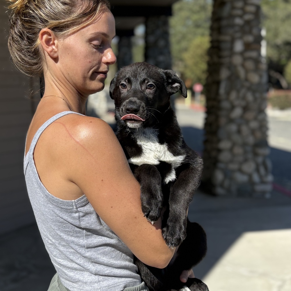 Photo of bodie, adoptable Border Collie in Dana Point, California