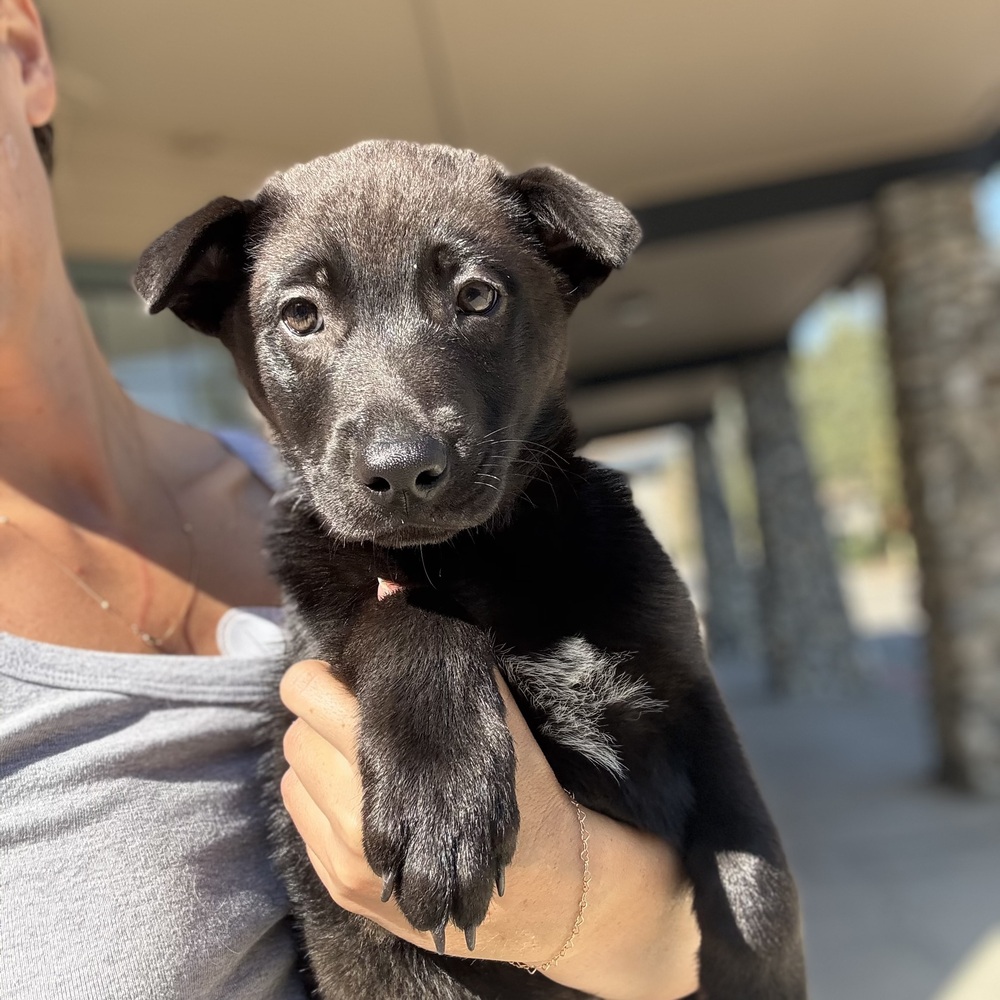Photo of Asher, adoptable Border Collie in Dana Point, California