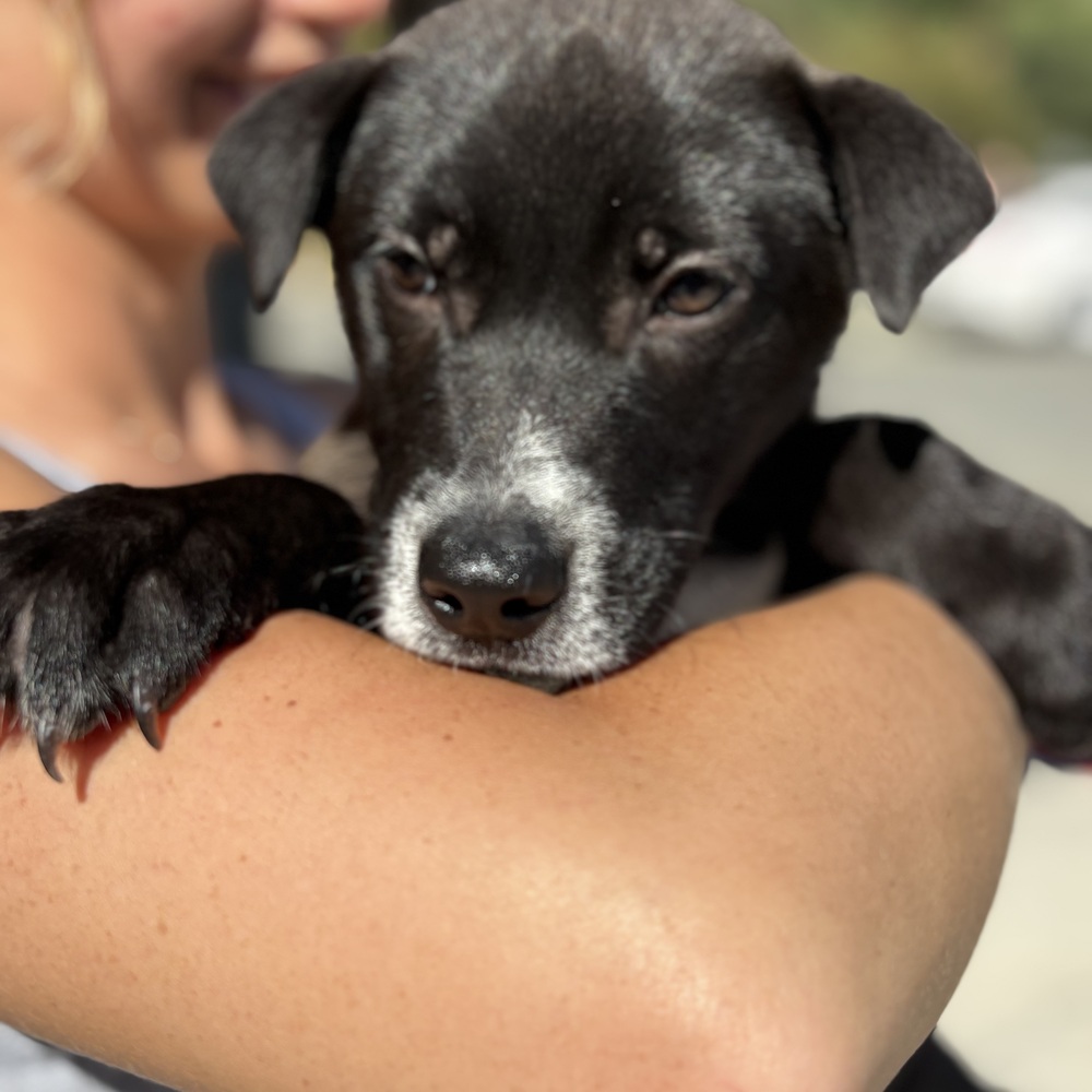 Photo of Bodie, adoptable Border Collie in Dana Point, California
