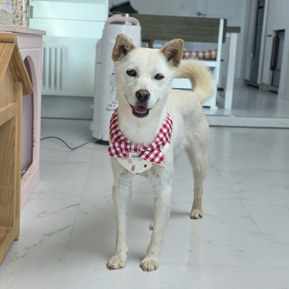 https://s3.us-east-1.amazonaws.com/petstablished-app-beta/uploads/image/image/5924498/KakaoTalk_20260514_081211617_17.jpg