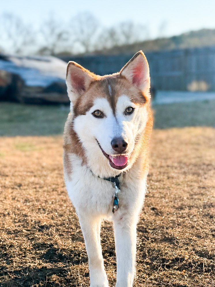 Soraya (Copper Husky!)