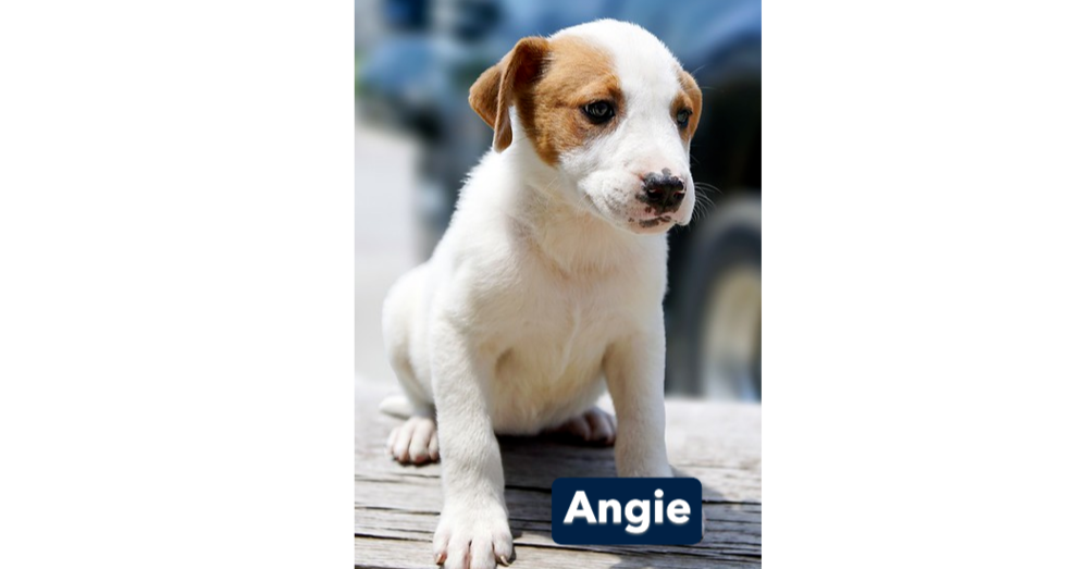 Nevada Pups: Angie