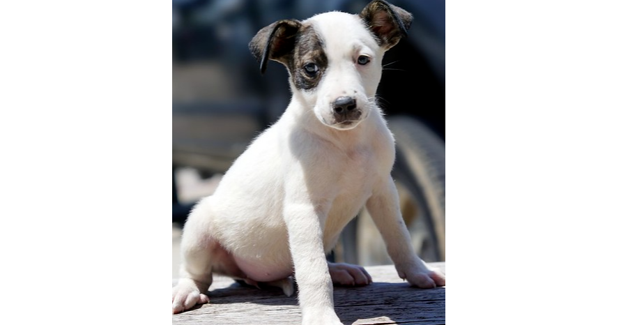 Nevada Pups: Siyah
