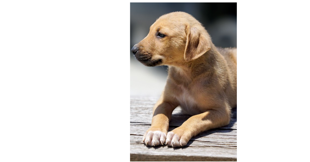 Nevada Pups: Ricky
