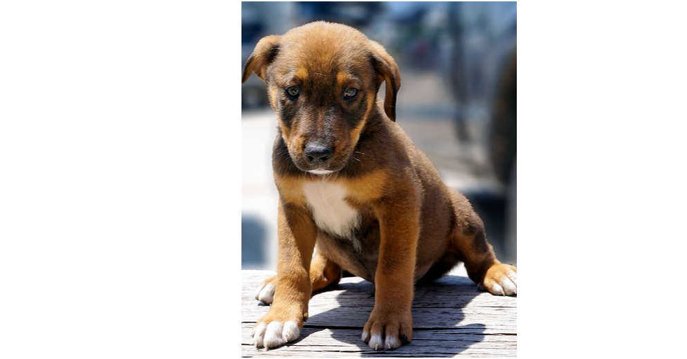 Nevada Pups: Ronnie