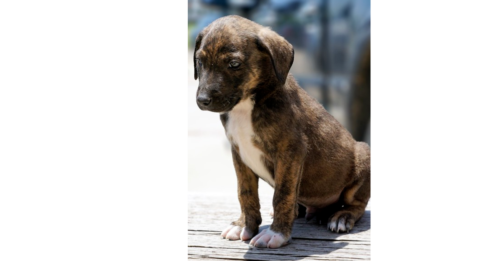 Nevada Pups: Mickie