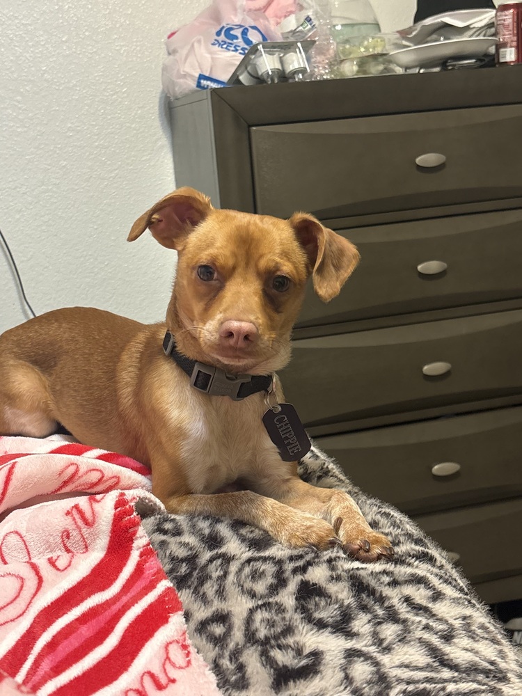 Photo of Chip, adoptable Chihuahua in Dana Point, California