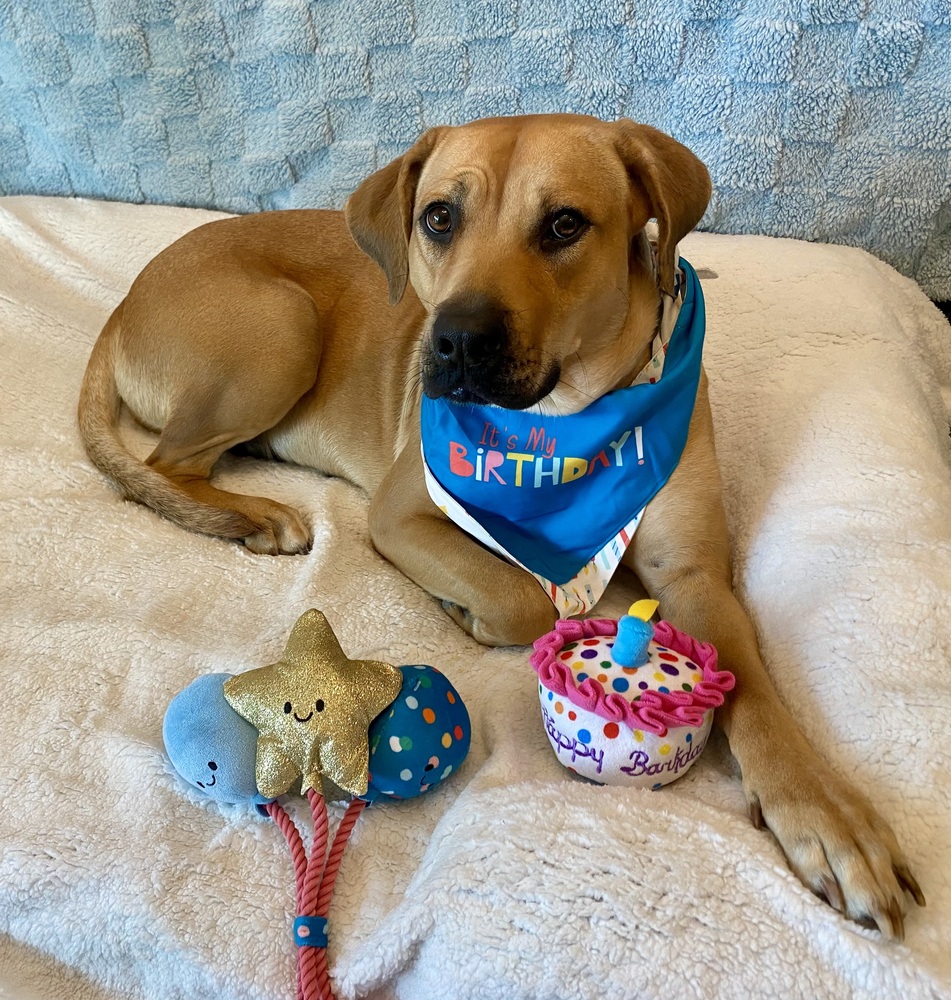 Photo of Autumn, adoptable Black Mouth Cur in Dana Point, California