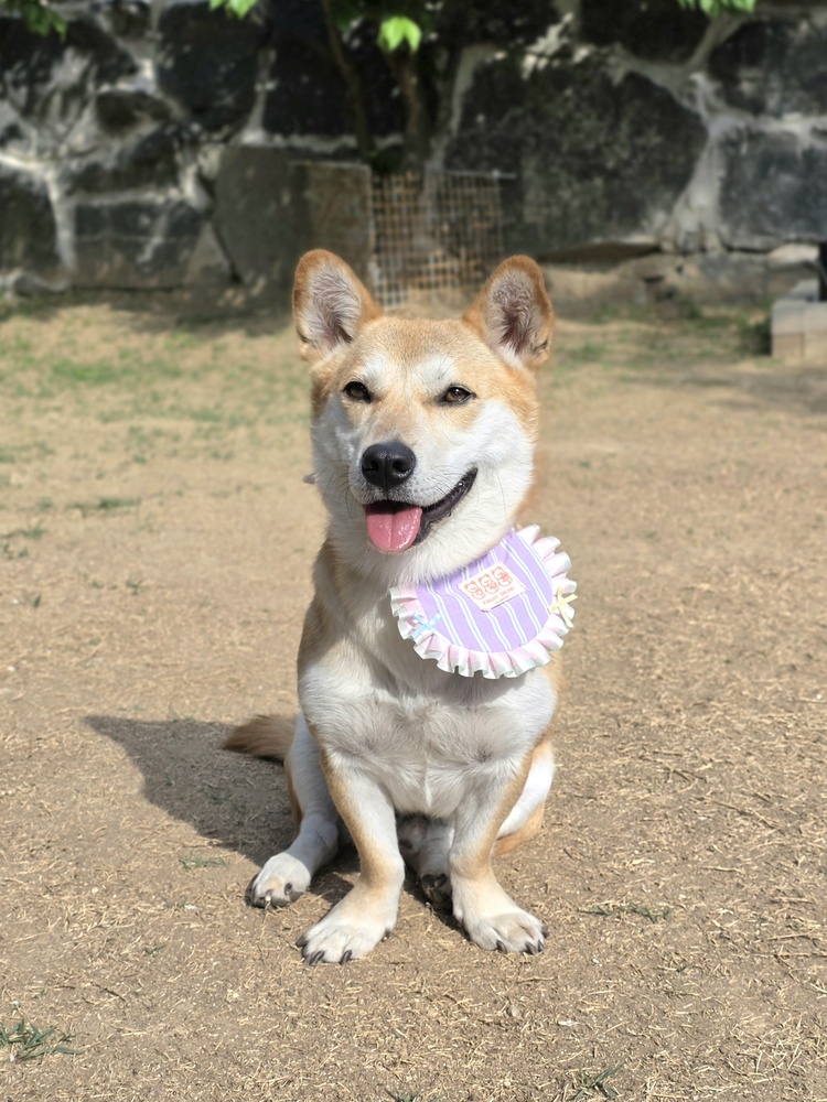 Sura