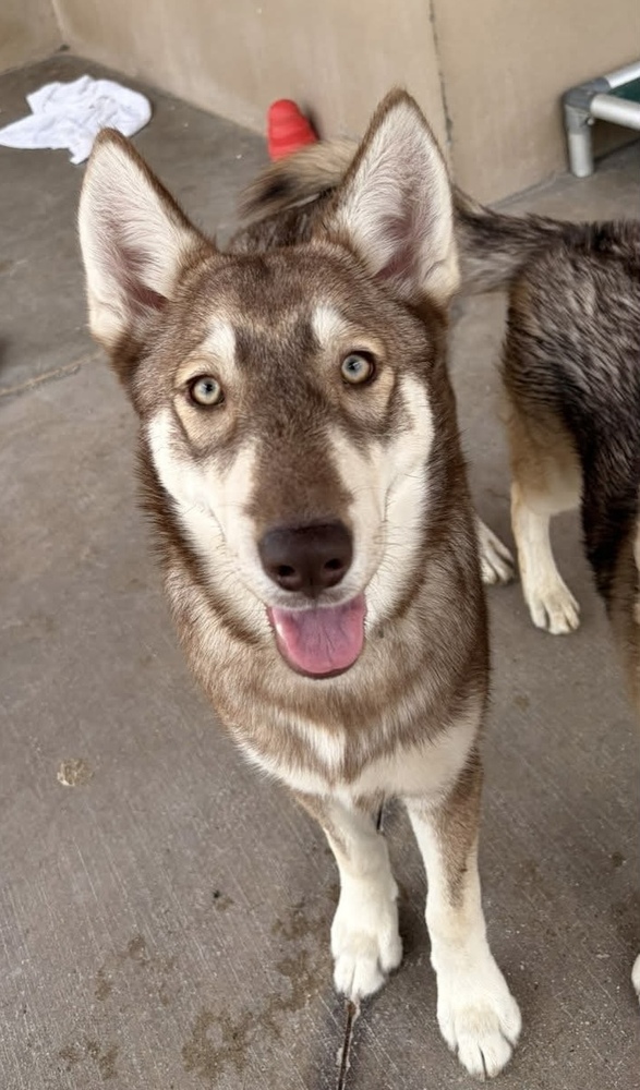 Maya