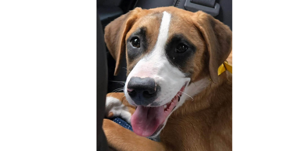 Boxer Brothers: Hayden