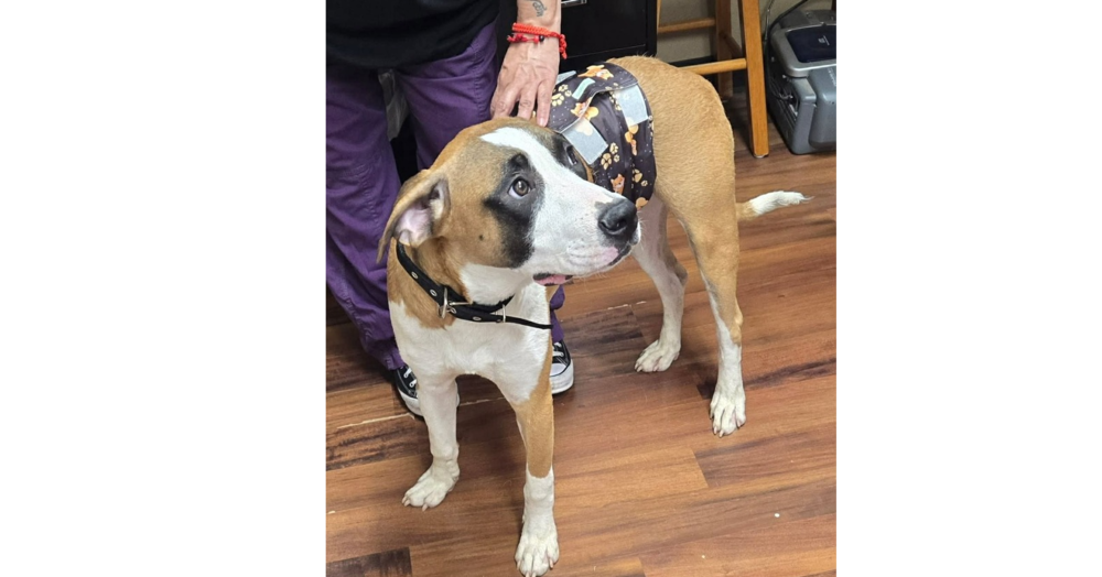 Boxer Brothers: Dale