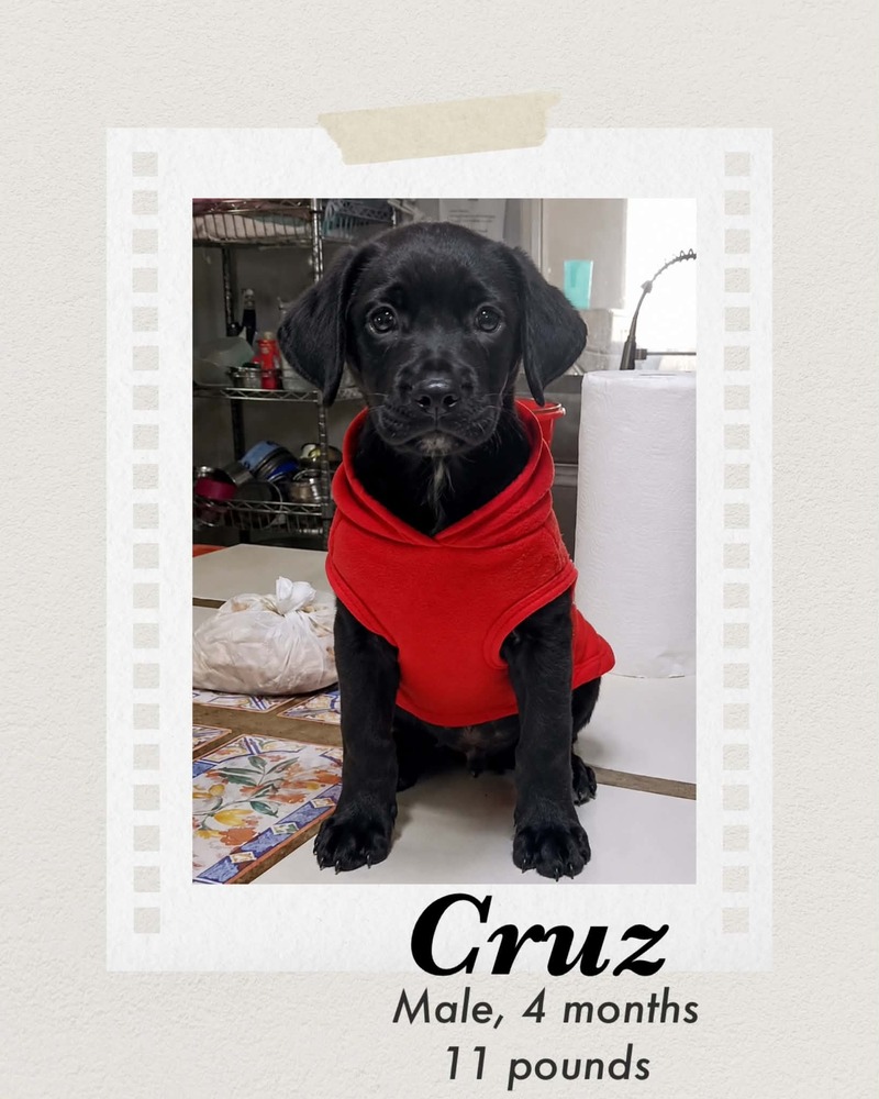 Photo of Cruz