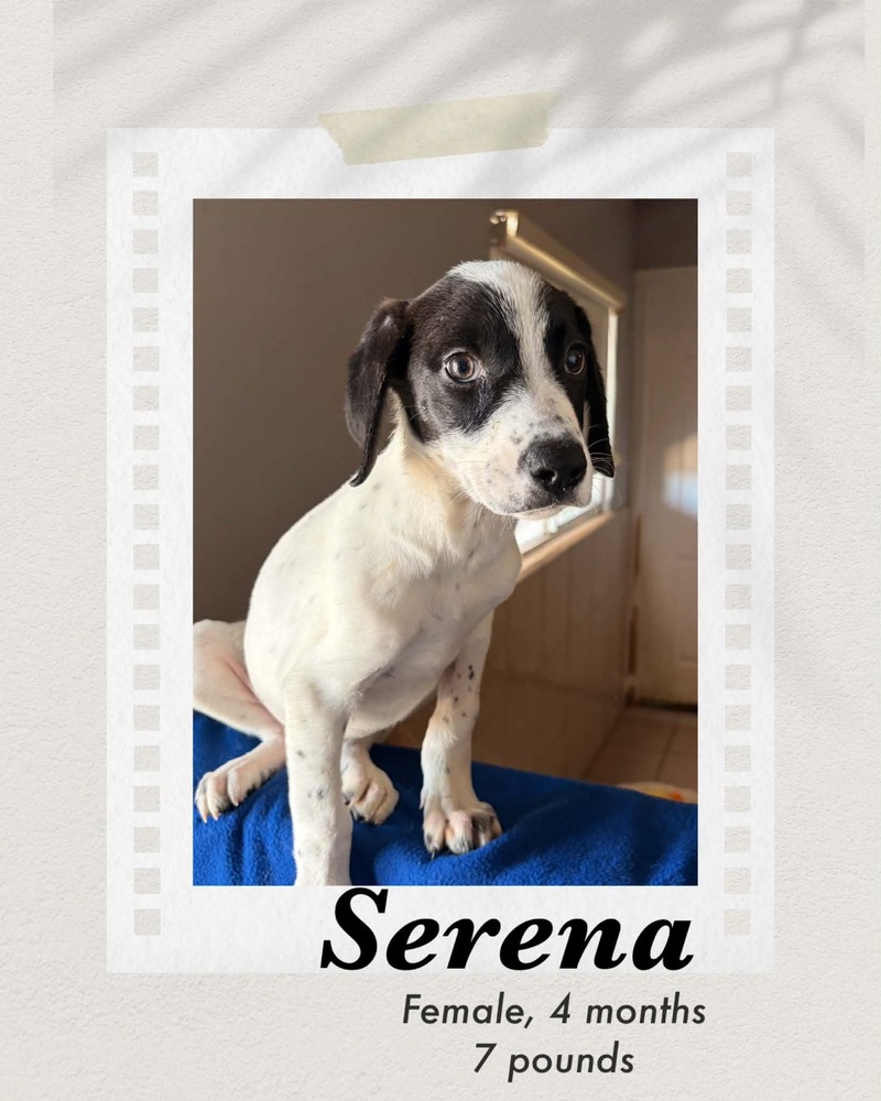 Serena