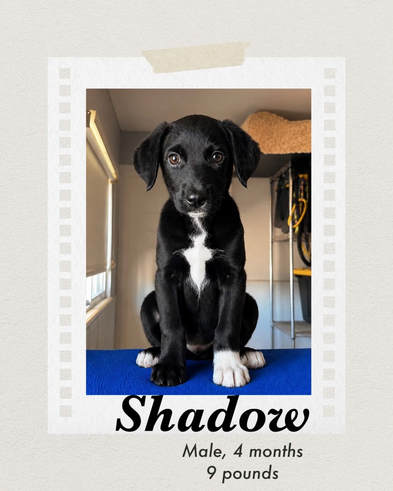 Photo of Shadow