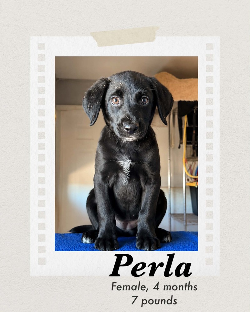 Perla