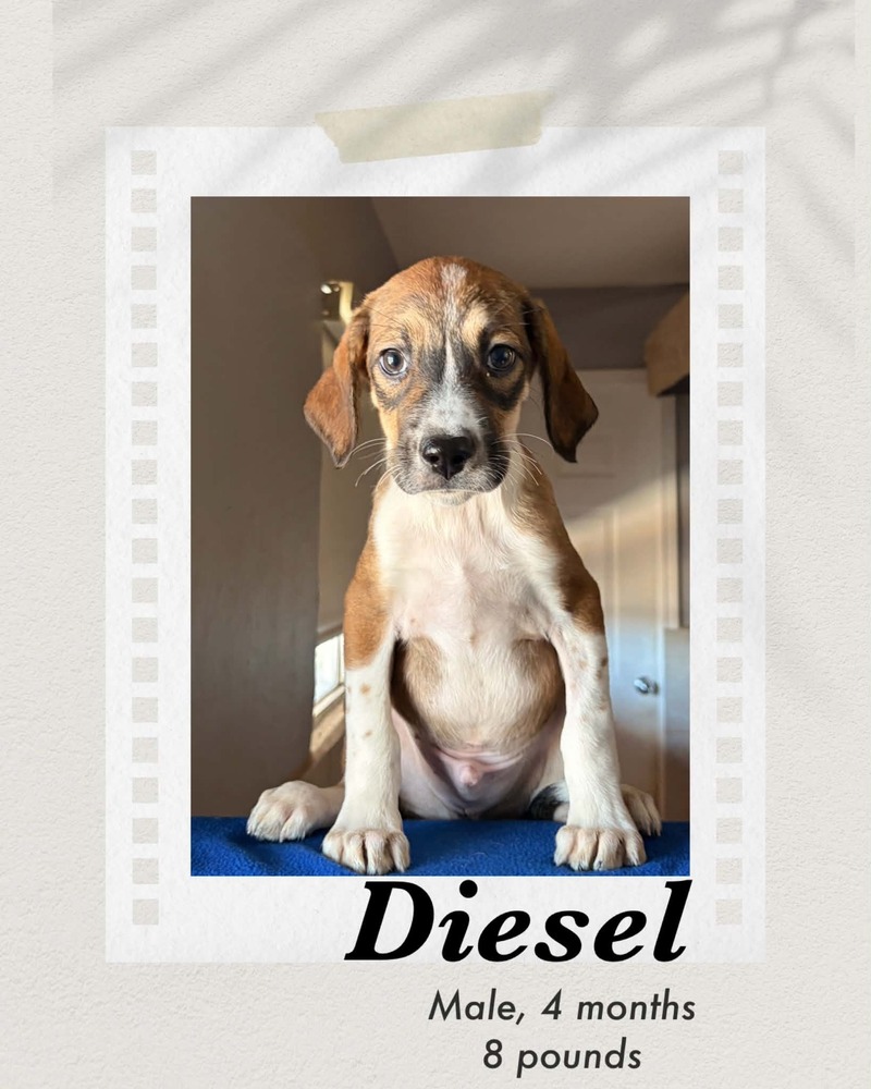 Diesel