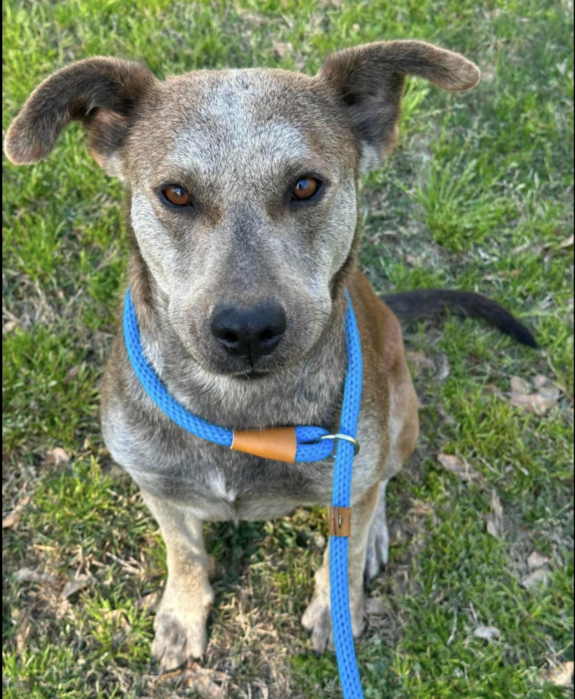Kalahari, Mixed Breed