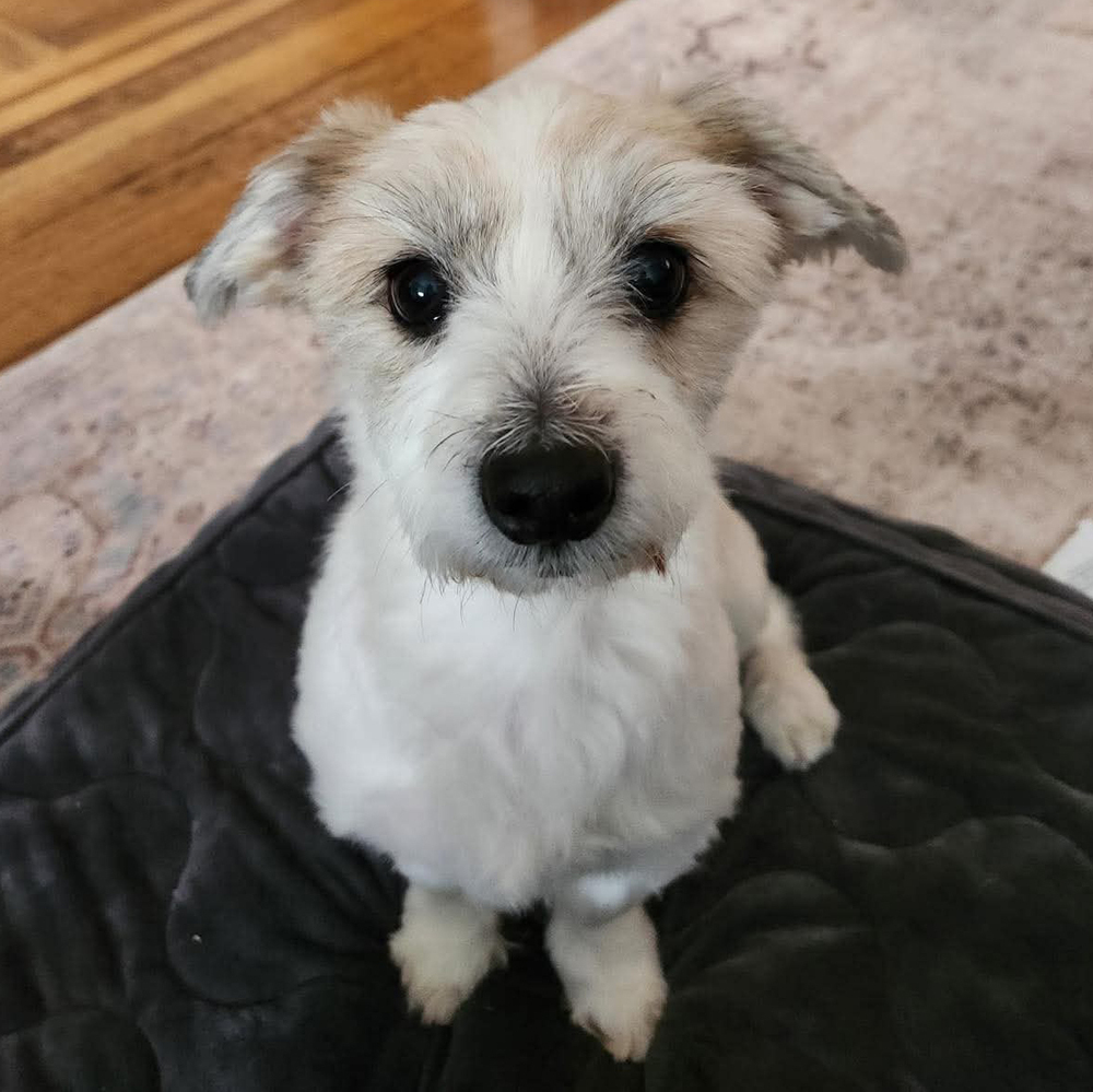 Otto Toby